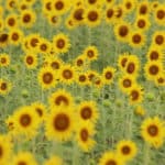 Les Belges sensibles à l&rsquo;alimentation durable?