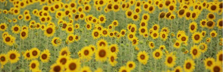 Les Belges sensibles à l&rsquo;alimentation durable?