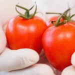 Un nouvel allergène identifié dans la tomate