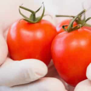 Un nouvel allergène identifié dans la tomate