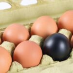 QSAFFE: la sécurité alimentaire animale sous la loupe