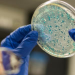 La Salmonella Kentucky, multirésistante aux antibiotiques
