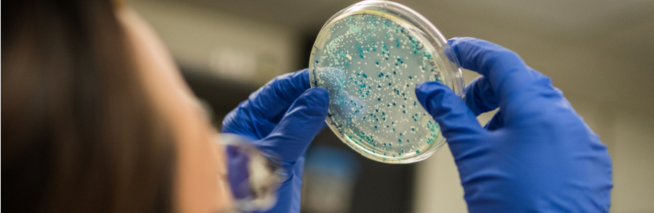 Salmonella Kentucky, resistent voor antibiotica