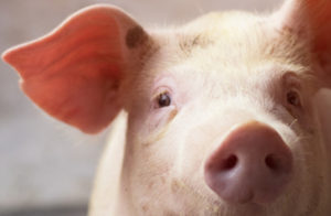 L&rsquo;utilisation des protéines animales transformées pas assez sécurisée