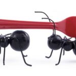 Insecten op het menu?