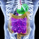 Le microbiote intestinal, un nouvel organe à dorloter