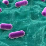 Les probiotiques diminuent le risque de diarrhées post-antibiotiques