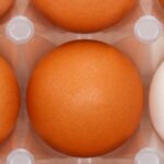 Campylobacter en Salmonella onder de loep