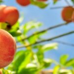 Pêche, prune et nectarine font de l’ombre au syndrome X