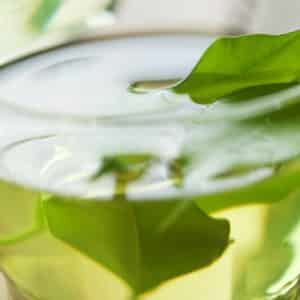 Un antioxydant du thé vert en traitement du mélanome?
