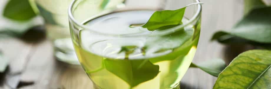 Un antioxydant du thé vert en traitement du mélanome?