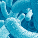 La flore intestinale, reflet de la santé cardiaque?