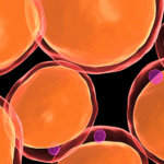 Obésité: l’inflammation du tissu adipeux partiellement élucidée