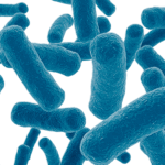 Un lien entre microbiote et risque cardiovasculaire identifié