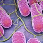 Salmonella et Campylobacter: des résistances aux antimicrobiens subsistent