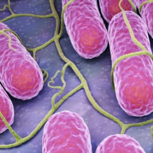 Salmonella et Campylobacter: des résistances aux antimicrobiens subsistent