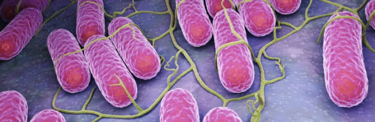 Salmonella en Campylobacter: resistentie tegen antimicrobiële middelen houdt aan