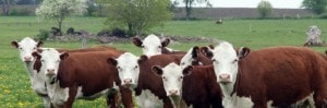 Viande contaminée: la tuberculose bovine panique le Royaume-Uni