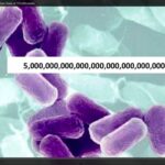 Vidéo: le microbiote et nos billiards d’amis