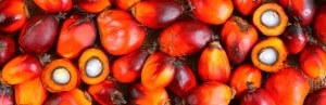 L’huile de palme officiellement déconseillée en Belgique