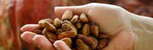 Un composé du cacao pourrait prévenir la prise de poids