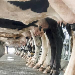 Allergie au lait de vache: traquer les protéines responsables