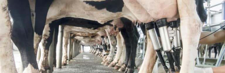 Allergie au lait de vache: traquer les protéines responsables
