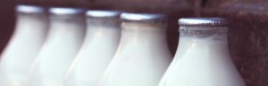 Allergie au lait de vache: une piste pour la désamorcer