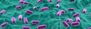 La composition du microbiote dans l’enfance prédirait l’obésité de l’adulte