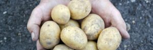 Un extrait de pomme de terre pour lutter contre l’obésité?