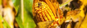 Le fructose, pire que le sucre