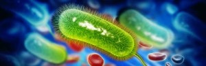 Stabilisation des cas de campylobactériose en Europe