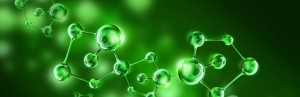 Une molécule antiobésité dans les feuilles d’un arbre