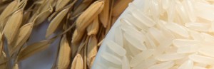 pain_riz_Articles_920x300 Le pain du futur sera-t-il à base de riz ?