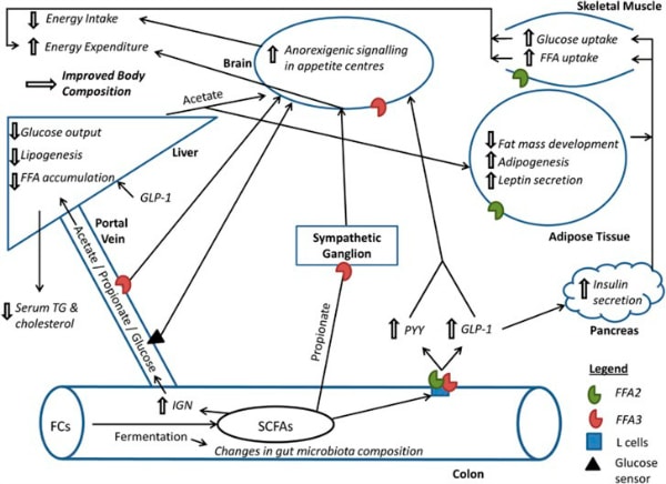 Mécanismes_Byrne CS et al_600