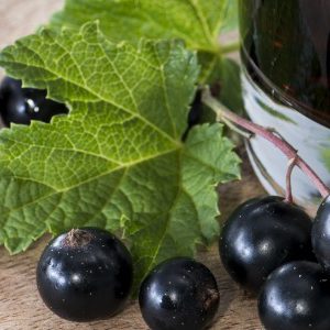 Des extraits de cassis améliorent l’humeur!