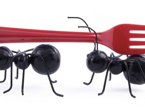 Insectes au menu
