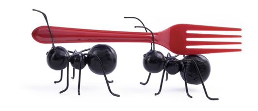 Insectes au menu