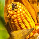 Le fructose, pire que le sucre