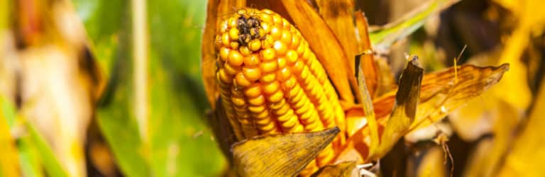 Fructose, erger dan suiker