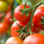 Les tomates «bio» affichent leur différence