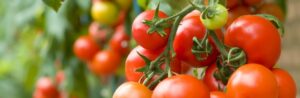 Les tomates «bio» affichent leur différence
