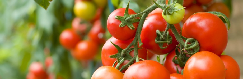 Les tomates «bio» affichent leur différence