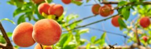 Pêche, prune et nectarine font de l’ombre au syndrome X