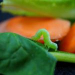 Horloge biologique: votre salade reconnaitrait le jour et la nuit