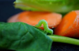 Horloge biologique: votre salade reconnaitrait le jour et la nuit