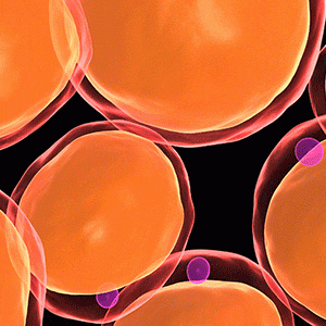 Obésité: l’inflammation du tissu adipeux partiellement élucidée