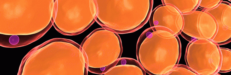 Obésité: l’inflammation du tissu adipeux partiellement élucidée