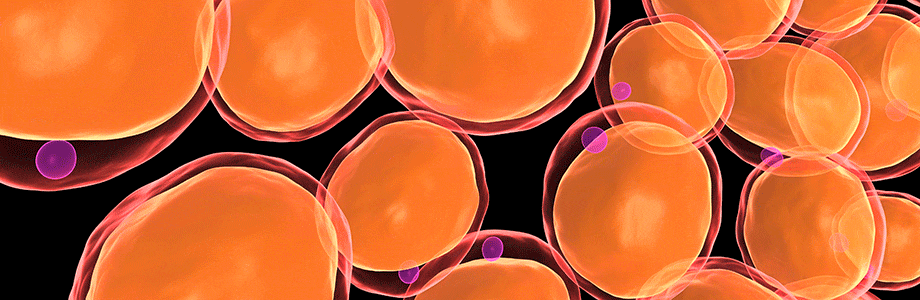 Obésité: l’inflammation du tissu adipeux partiellement élucidée