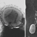 Akkermansia muciniphila: une bactérie intestinale marqueur de bonne santé